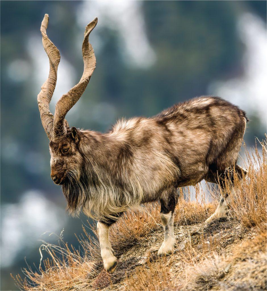 Markhor population soars to new heights in KPK