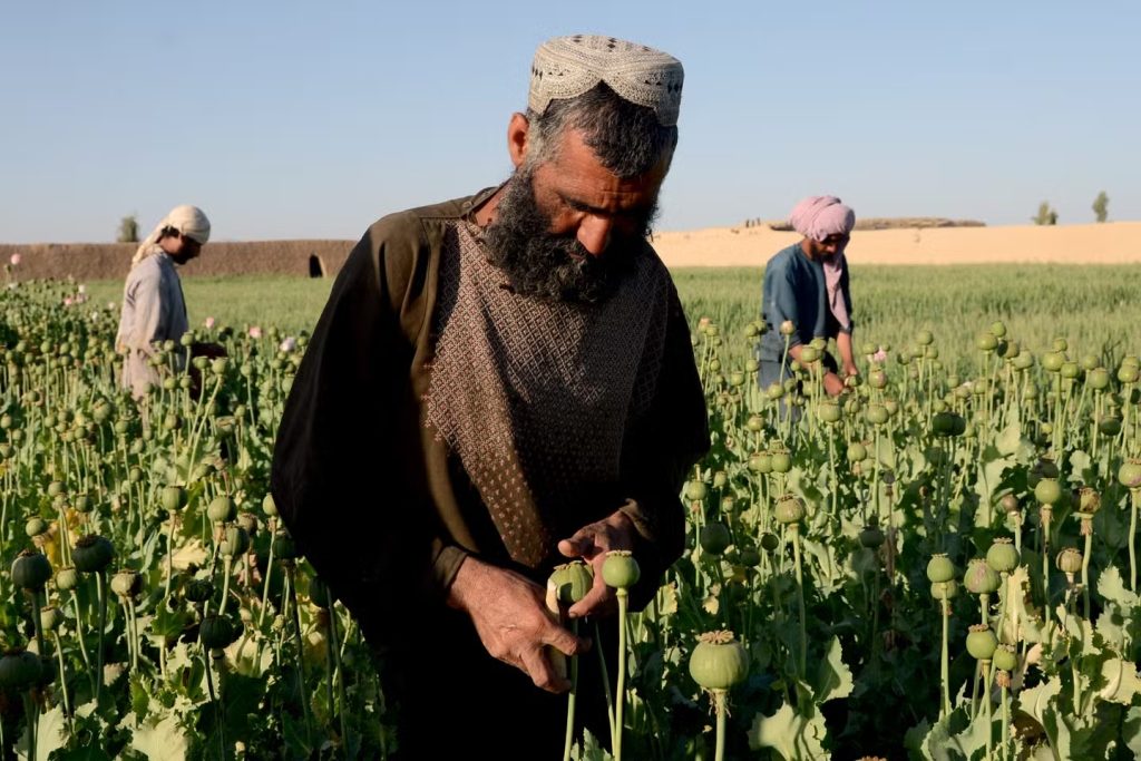 Afghanistan’s Opium Ban and the State’s Failure to Protect Its Farmers